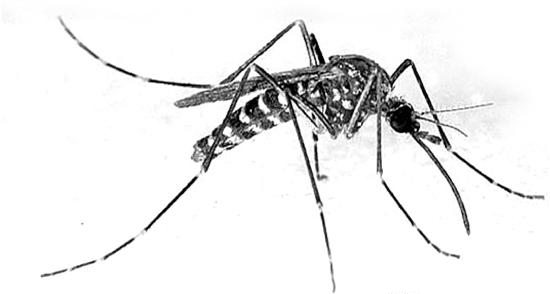 为什么蚊子可以进蚊帐里面